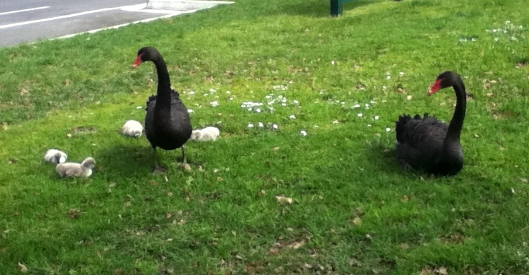 Four Cygnets