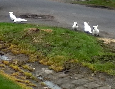 A cockatoo meeting