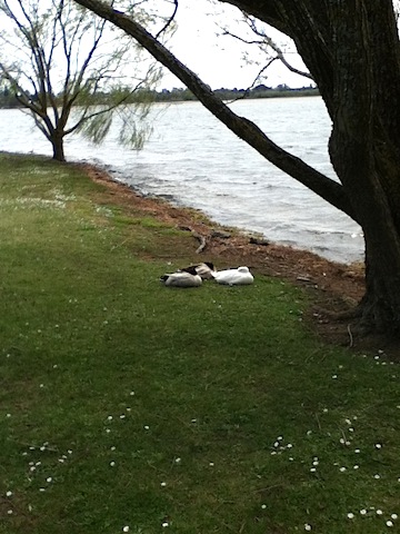 Big white duck and rare friends