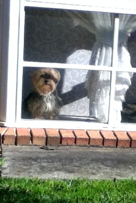 How much is that doggy in the window?