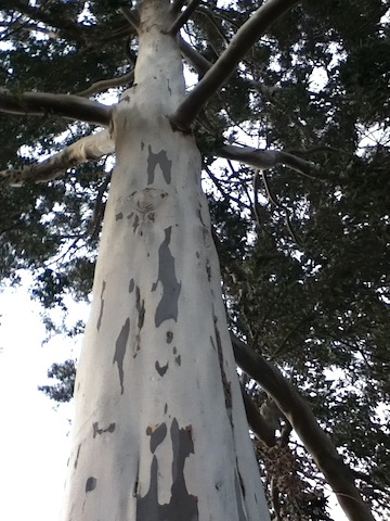 Ghost gum tree