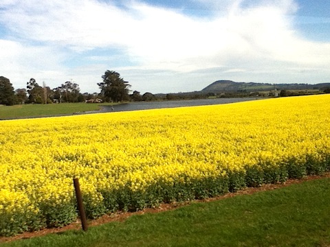 Golden canola and Mt Buninyong