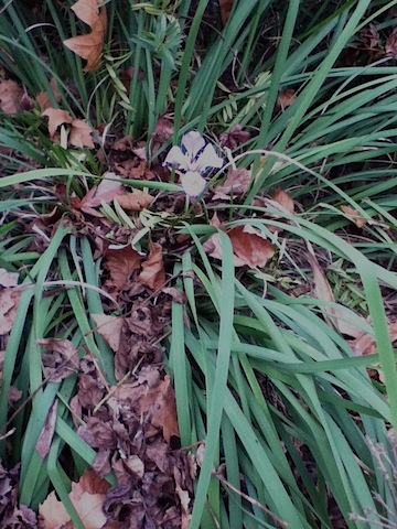 A lone June Iris bloom