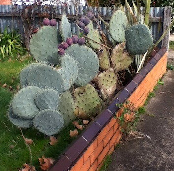 Prickly pear invasion