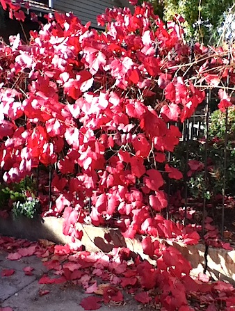 Red waterfall