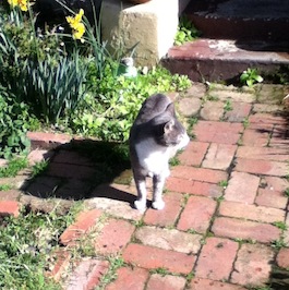 Scardey Cat from Ballarat