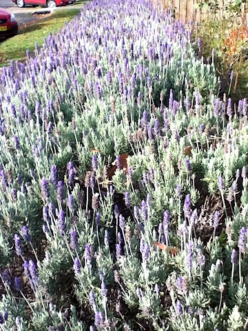 The Wall of Lavender
