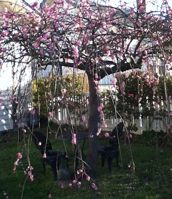 Thin Pink Pray Spring