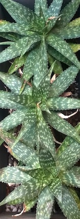 TriplePrickle