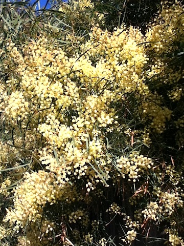 Winter Wattle