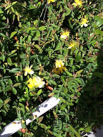 may be Hypericum androsaemum St John's Wort